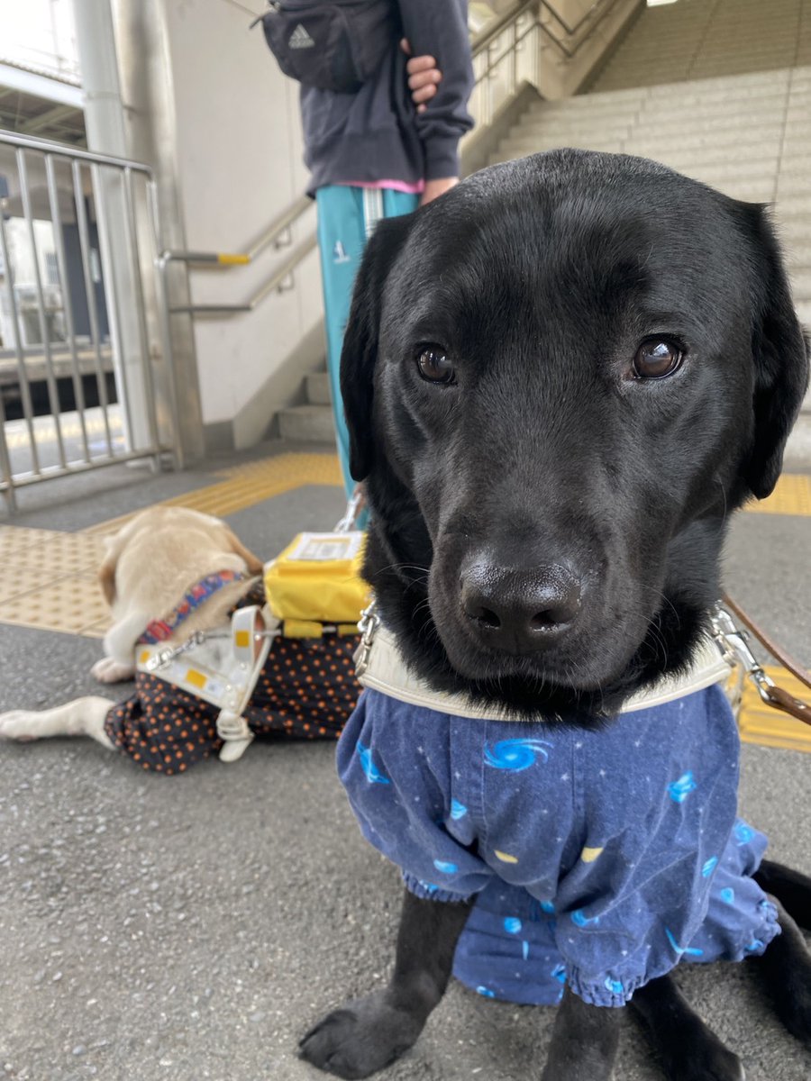 日本ライトハウス 盲導犬訓練所 tweet media