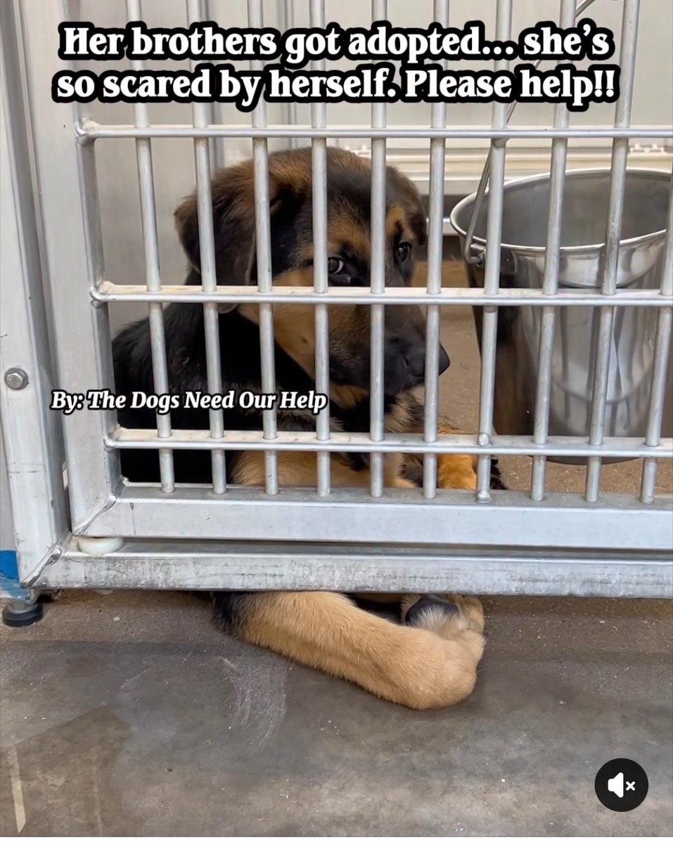 URGENT FROM FB💔💔💔💔💔
💔 She grew up in this kennel, and now she’s completely alone in it.

This 4 month old German Shepherd mix puppy has been waiting in the same tiny kennel since April 4th after being surrendered with her two brothers because her owners were “no longer able