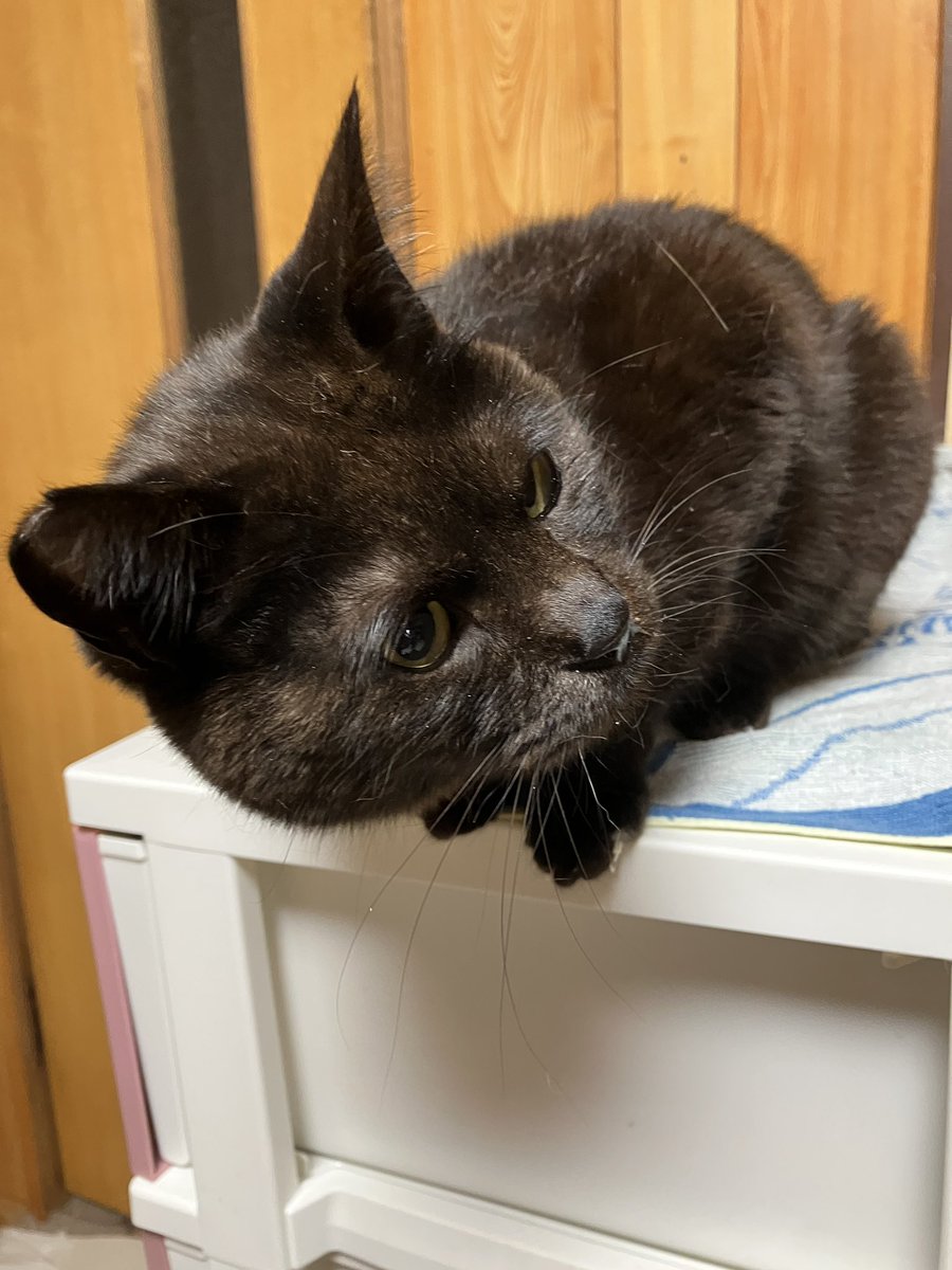 おはクロムです🐾
黒猫だけど少しブラウンぽい毛色です🤎
今日からGW明けの仕事はじまりの方も多いかと思いますがぼちぼち頑張っていきましょう💪M

#ねころび荘 #保護猫 #猫 #猫のいる暮らし