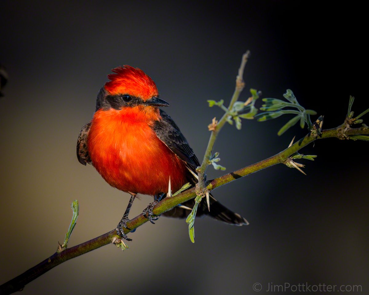 I get photos of the Vermilion Flycatcher by finding one and observing it from a distance. They sally forth from their perch, plucking insects out of the air. They usually return to the same perch, so I slowly approach to keep from scaring them away. #birds #nature #wildlife