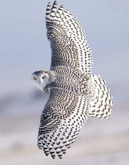 Amazing Nature tweet media