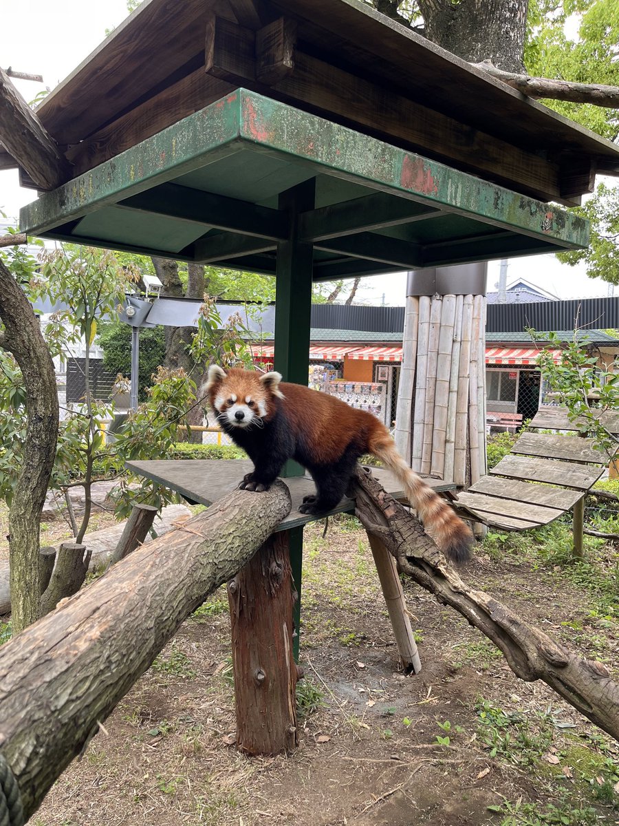 ヒノトントンZOO(羽村市動物公園) tweet media