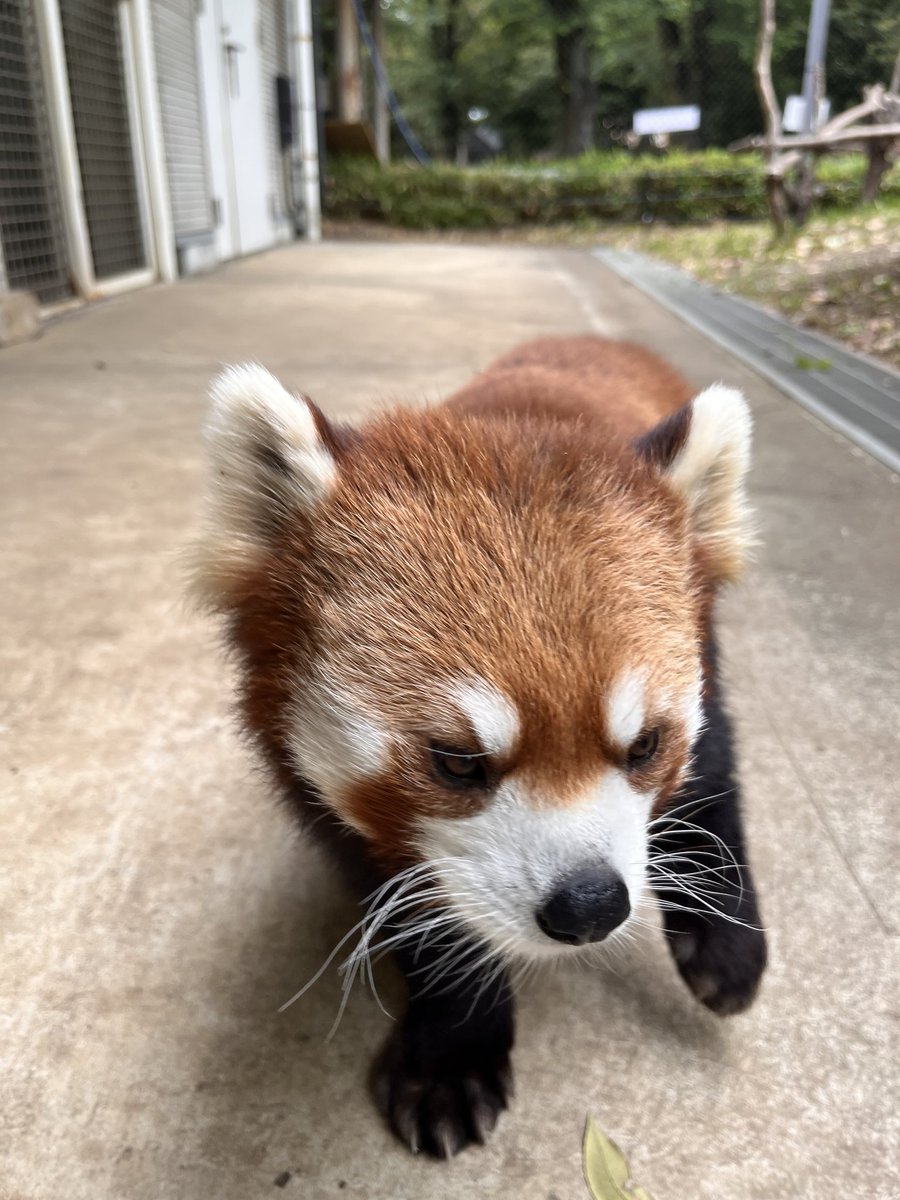 ヒノトントンZOO(羽村市動物公園) tweet media