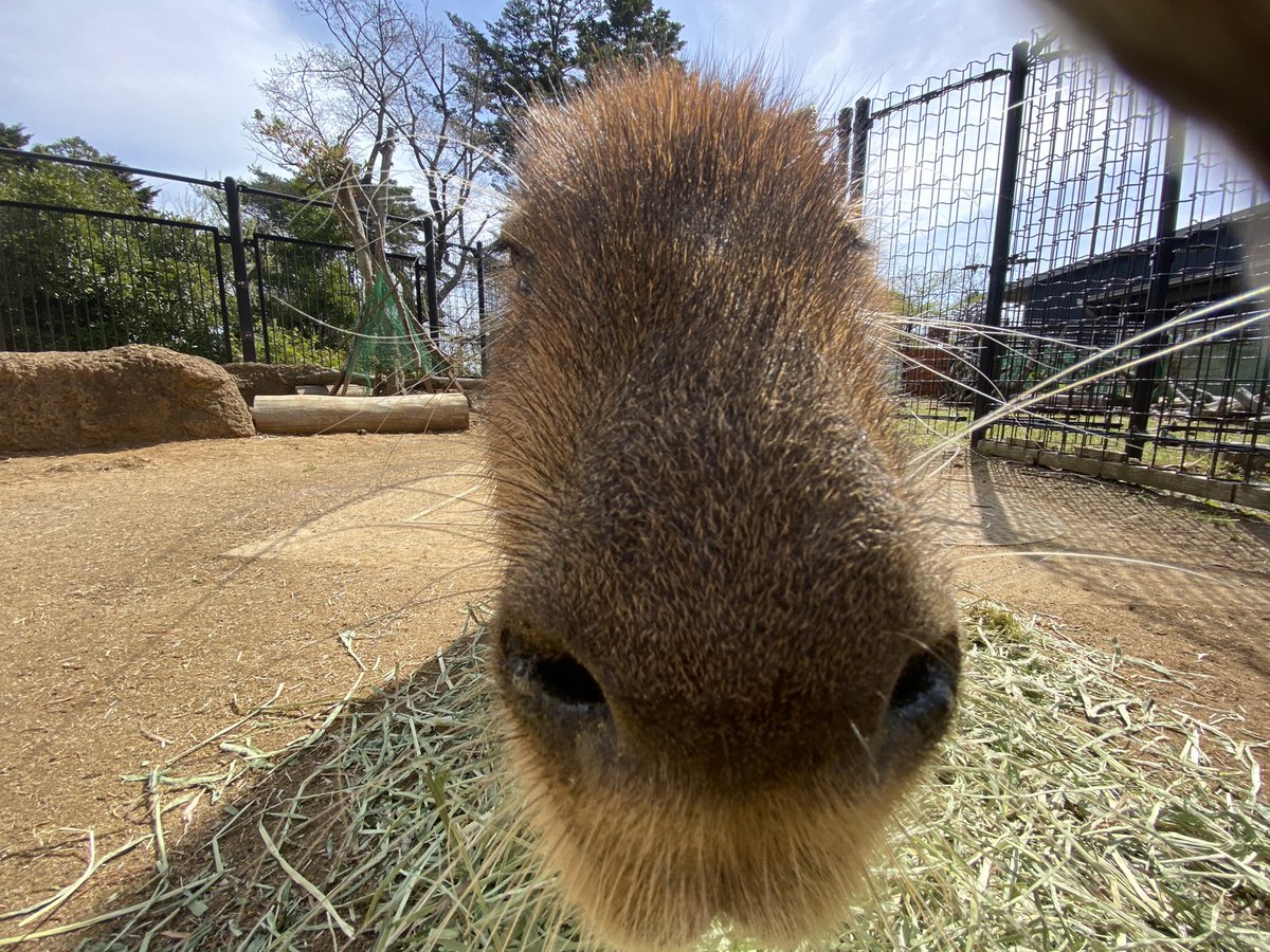 カメラに気付いて近づいて来てくれた ＃カピバラ たち。 いくら