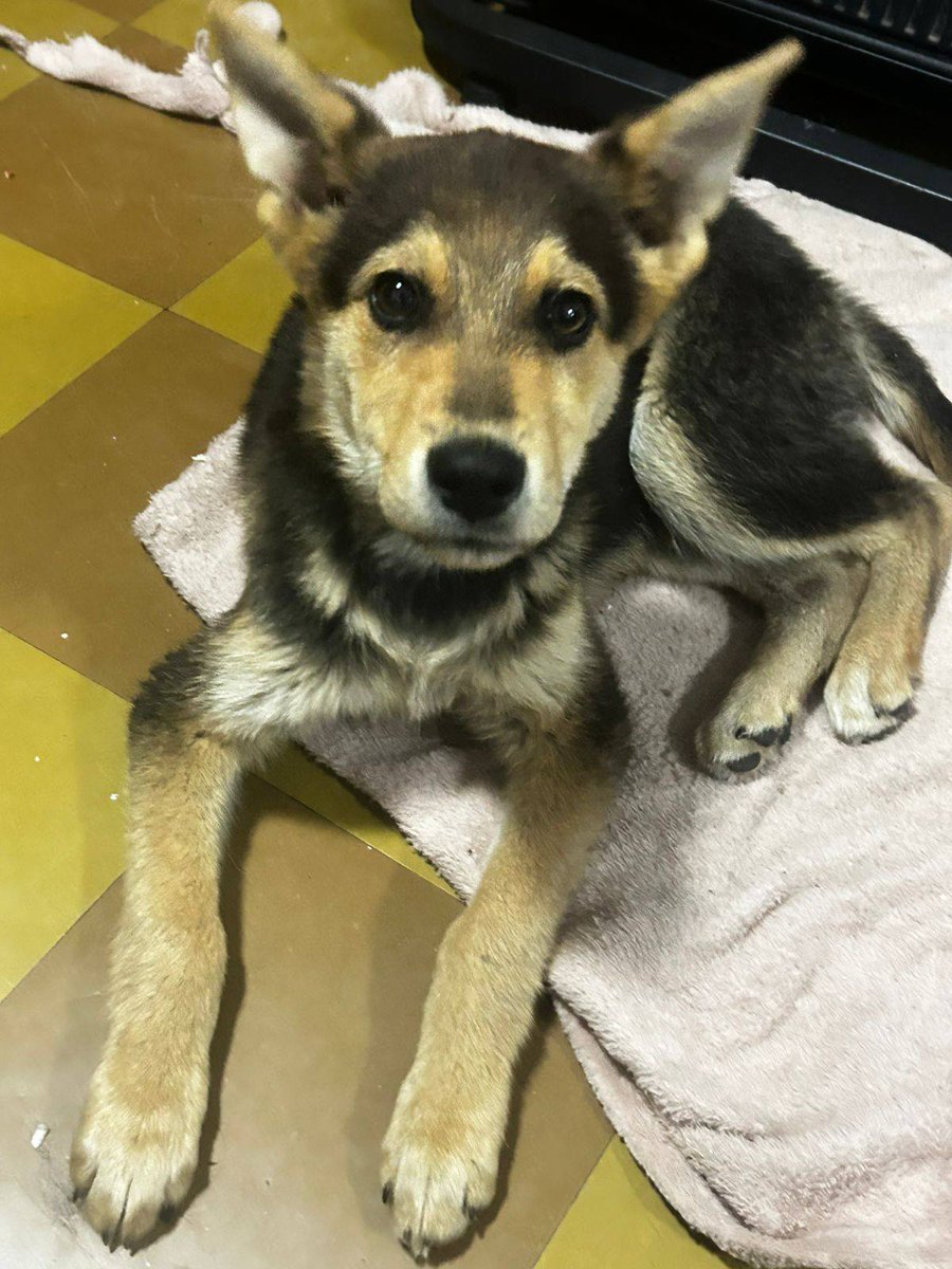 eltuitdemarsh's tweet photo. Lindo perrito, de aproximados 4 meses, en adopción responsable. Se encuentra resguardado, pero no podrán hacerlo por mucho tiempo. Es muy dulce y regalón. Si deseas darle un hogar, comunícate al +56950927044. Favor RT!
#LoEspejo https://t.co/6wOmO4M8Yd