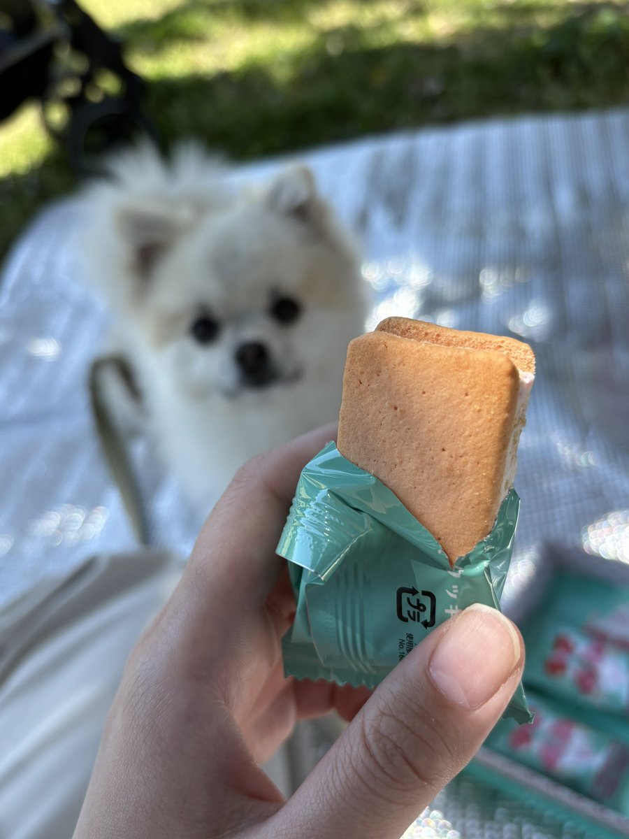 pomenopon's tweet photo. 当たり前に自分ももらえると信じてる犬。

#ポメラニアン https://t.co/hTSLyl6sBL