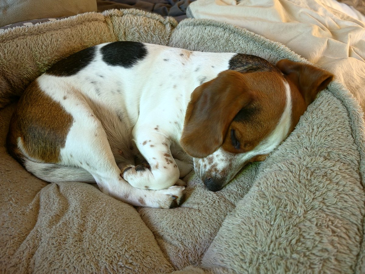 hannahcma's tweet photo. @tru_fru So hard being a beagle puppy https://t.co/l7A6NpeUcN