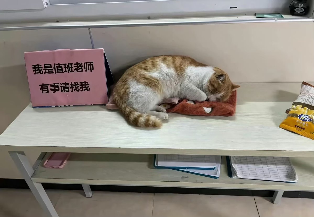 不吃野味 tweet media