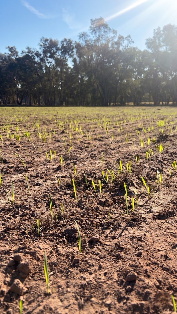 Hybrid-Ag tweet media