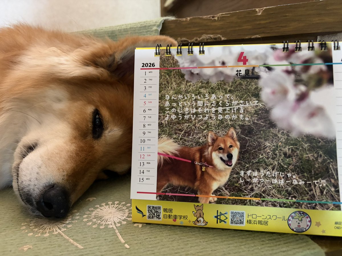 鴨居自動車学校ラッキー★ドローンやってます tweet media