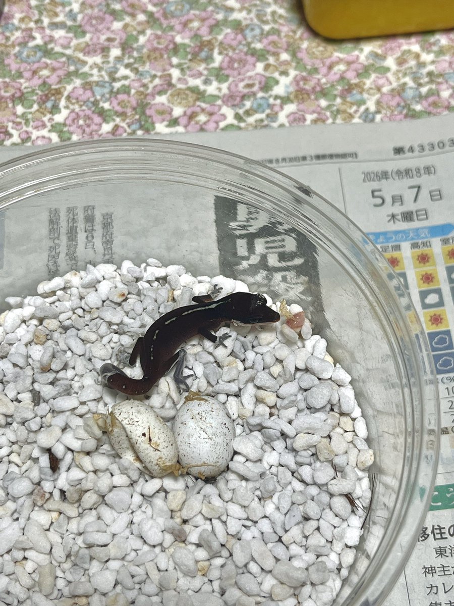 HIDEGECKOLABO2's tweet photo. ボルネオキャットゲッコウ孵化
人により繊細　いや以外と丈夫と意見が分かれるヤモリ
僕的にはおすすめヤモリです https://t.co/lYM0pGCnh3
