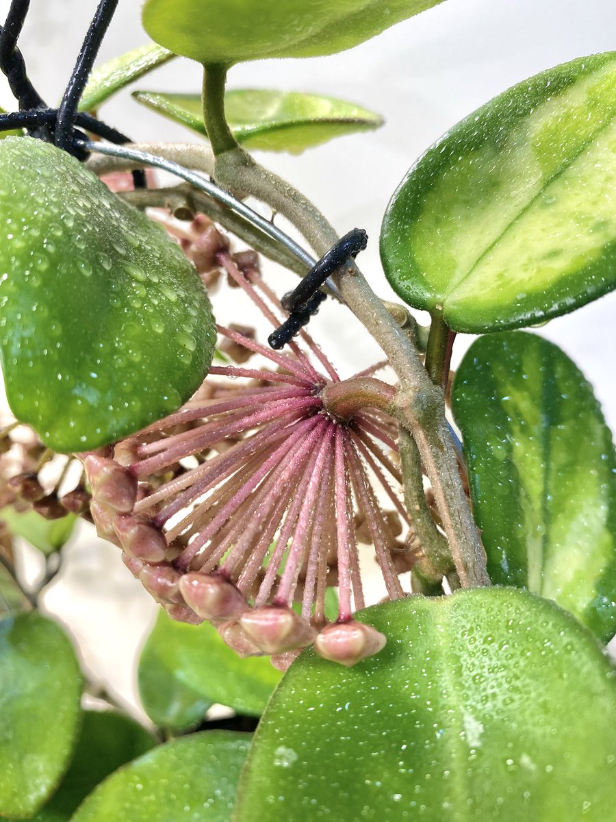 Hoya carnosa variegata 'Madara Green Edge' 今年も咲いてくれました🌟