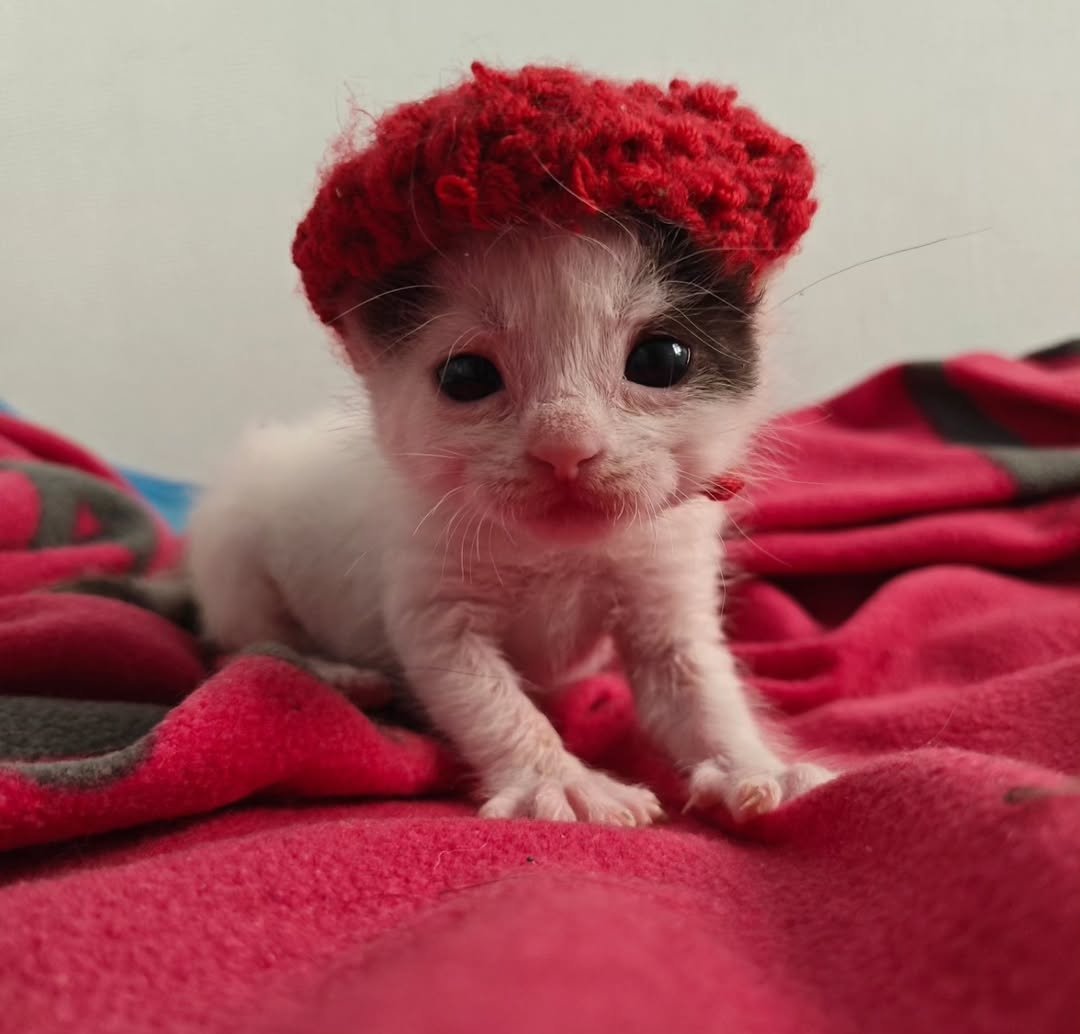 Daily Cat Posts tweet media
