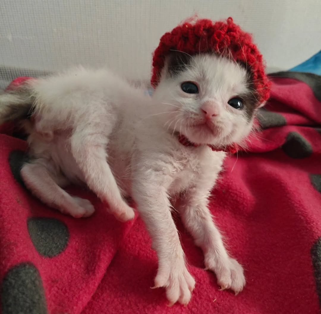 Daily Cat Posts tweet media