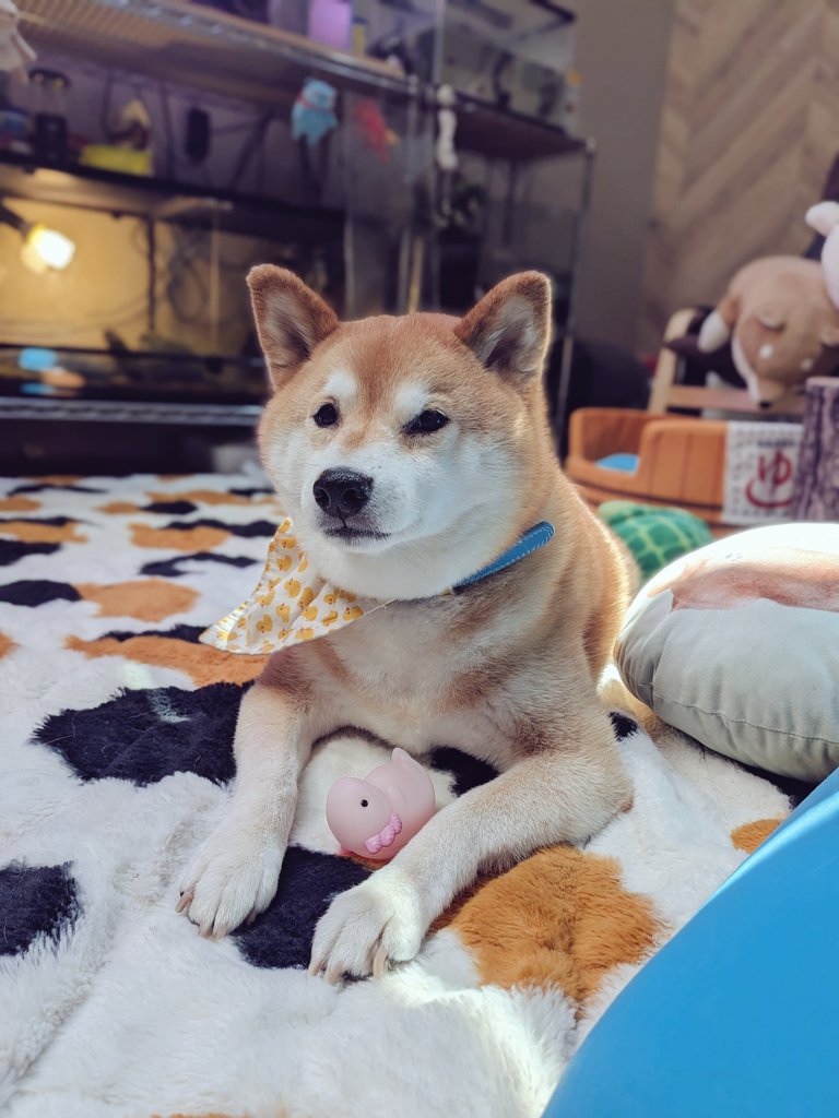 柴犬スティーブch【ｺｰｷﾞｰと猫を添えて】@YouTube tweet media