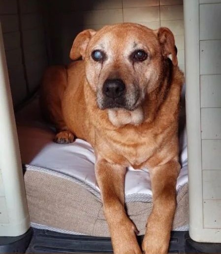 Buscan a Kiara, perdida el 4 de mayo en el sector de la Villa de carabineros en la comuna de La reina. Tiene 16 años, ceguera en un ojito y sordera parcial. Es muy dócil. Si alguien la ve, por favor retener y comunicarse al +56957857399. Favor RT!
#LaReina