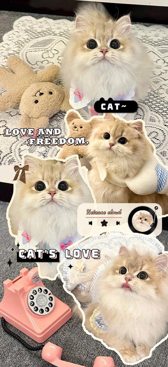 小猫壁纸
#cat