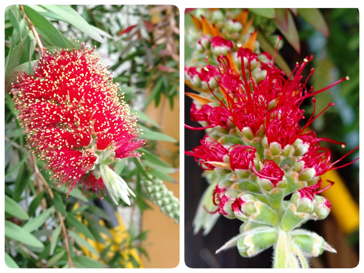 咲き始めた ブラシの木の花
#ブラシの木
#花