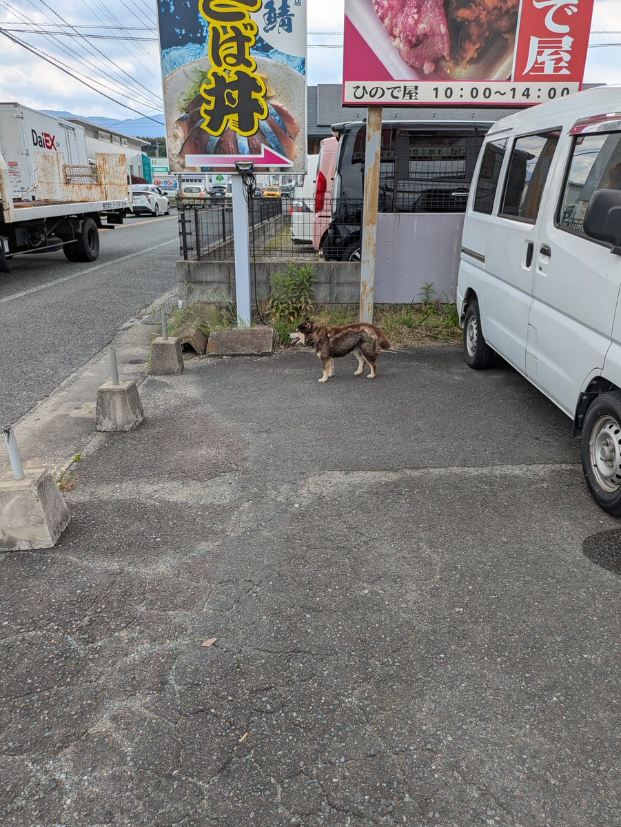 5月７日10時20分頃宇美町光正寺2丁目で首輪のない犬を見かける。老犬に見えたが、警戒心が強く、近寄ると逃げてしまった。首輪をしていた。迷い犬かどうか分からないが、無事家に帰れたらいいんだけど。