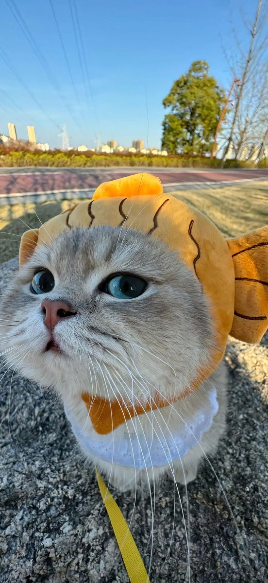 小猫壁纸
#cat