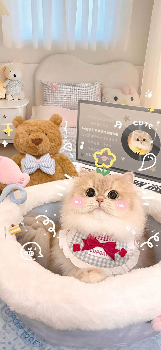 小猫壁纸
#cat