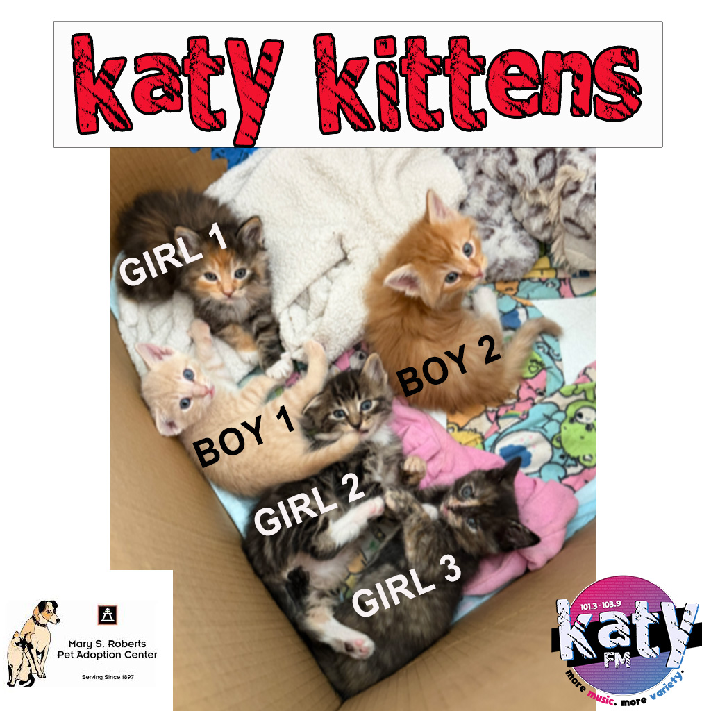 🐾 HELP NAME 5 KITTENS! 🐾

KATY-FM &amp; the Mary S. Roberts Pet Adoption Center need your best kitten name ideas for a litter of 2 boys &amp; 3 girls! 😻

Drop your suggestions now — the winning names will be announced May 11th! 🐱💕 (No prizes!)

#KATYfm #KittenNames #AdoptDontShop