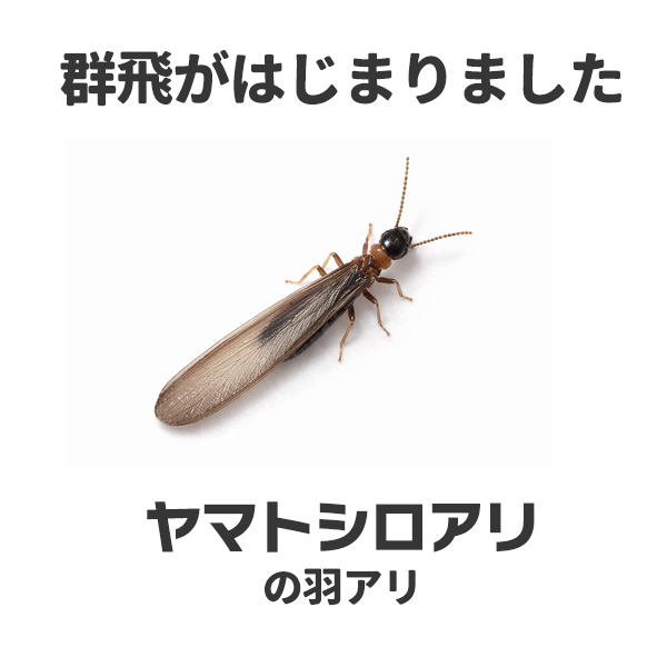 3wagiken's tweet photo. 📢今年も羽アリの群飛時期となりました。
すでにヤマトシロアリの羽アリが群飛しています。

4/28
（佐世保市）佐世保市下京町
（松浦市）鷹島町
4/27
（島原市）寺町、中野町、弁天町
4/26
（東彼杵郡）波佐見町
4/25
（佐世保市）今福町

など。

玄関や窓のサッシが羽アリだらけだった、、、など羽アリを見つけたら放置せずに三和技研までお電話ください！