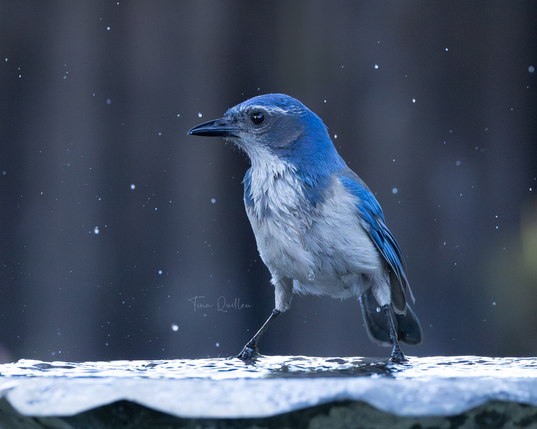 aHeartSoFull's tweet photo. Small Bird Photo Dump #9
It shouldn't be long now, maybe a couple more.
1) Cedar Waxwing
2) Say's Phoebe
3) Scrub Jay
4) American Dipper
#Smallbirds #Nature #wildlife #BirdPhotography https://t.co/uArCYfA5lx