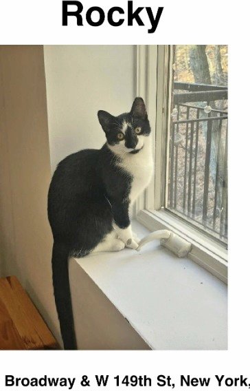 MeowMiya88's tweet photo. 📢🆘️🇺🇸🗽⏳️🚨💔😿Please RT to find Rocky #NYC #missingcat #lostcat #Manhattan #CatsOfTwitter #CatsOfX @HAPetRescuer https://t.co/ATEwU3HrPC