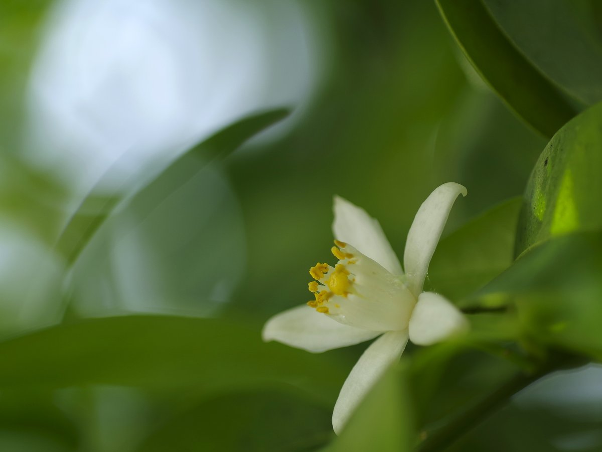 花白 yuzu Citrus Yuzu® (Citrus sp. Yuzu®) | Sweet Garden