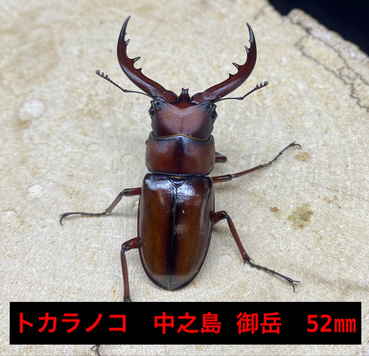 昆虫ショップno.64（ナンバーロクヨン） tweet media