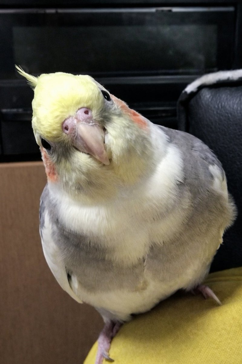 コハ tweet media