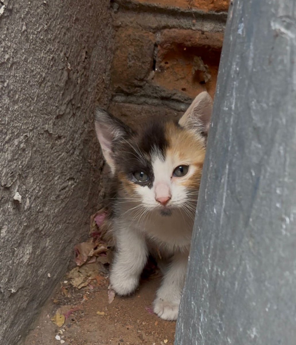 boydfsur's tweet photo. Amigos, denles una oportunidad y adopten un michi, también se aporta al difundir esta publicación. Gracias https://t.co/OwSI9KVwIi