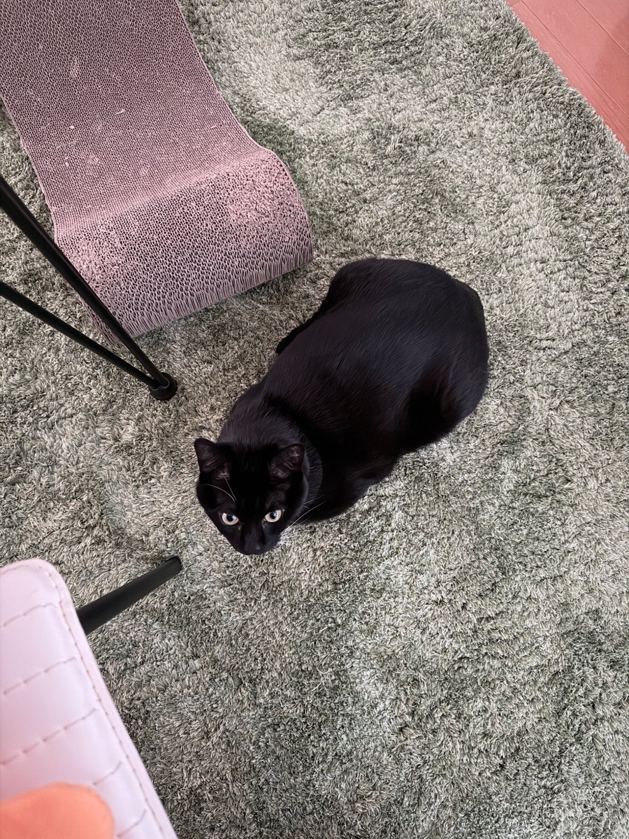 🐈‍⬛なと🐈‍⬛ tweet media