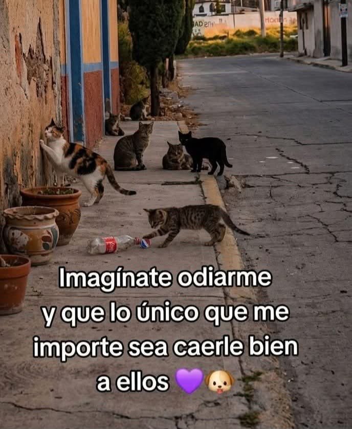 Dilo con gatitoz tweet media