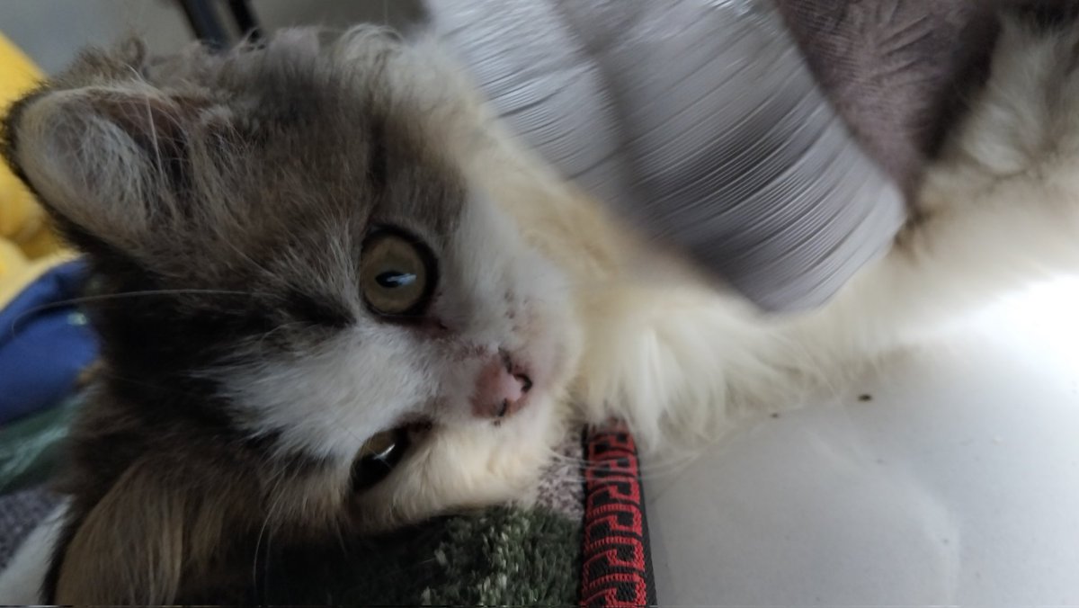 my meowning view