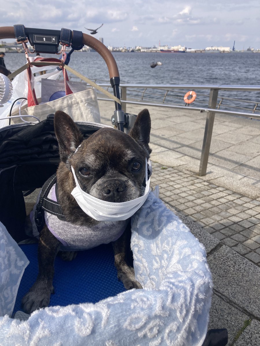EimeiSa's tweet photo. 犬の口内炎が酷くてよだれが垂れてくる。仕方なくマスクをつけるが、それもかわいそう。 https://t.co/6XUNJ4cmhi