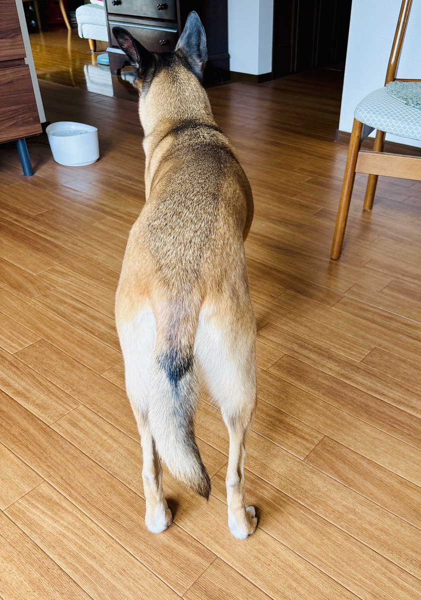 Rei_H2o's tweet photo. これは実家の壊れた洗濯機の音にビビり散らかしてる犬。
怖いねー。

凄い音するから変えた方がいいよって両親に進言しよう。 https://t.co/HMJBW3xtx8