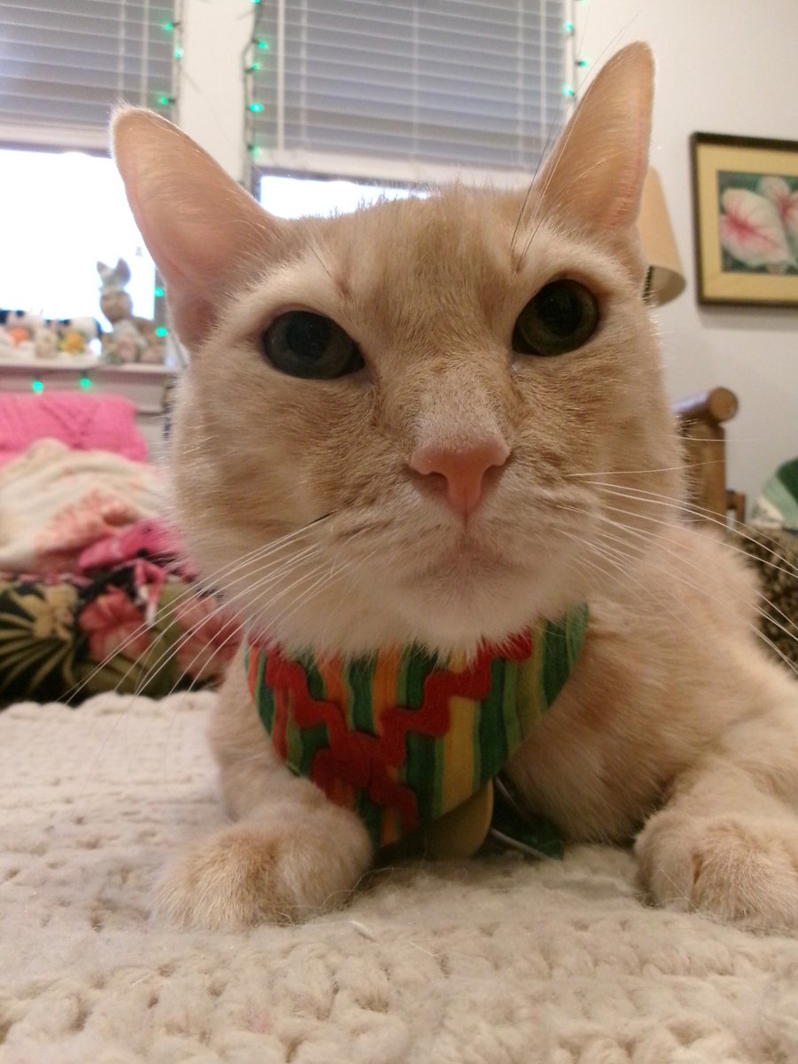 TravisTabbyCat's tweet photo. #whiskerswedneday https://t.co/3xPBa3TO2R https://t.co/PPXC9RacOi