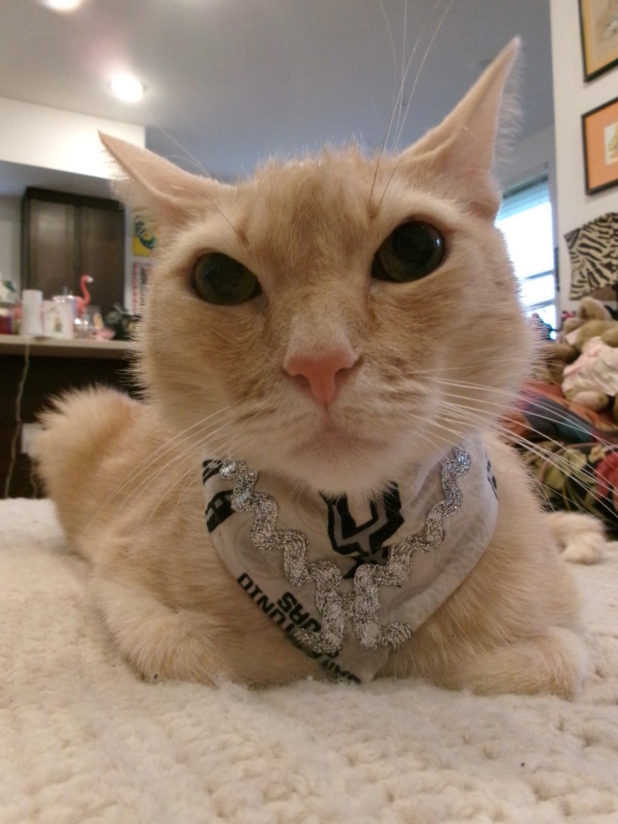 TravisTabbyCat's tweet photo. #whiskerswedneday https://t.co/3xPBa3TO2R https://t.co/PPXC9RacOi
