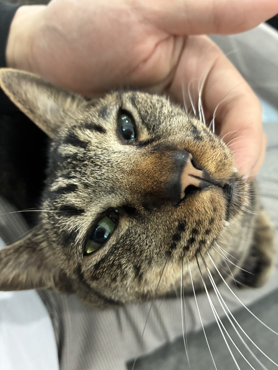 猫スティン〜城下町の猫カフェ〜 tweet media