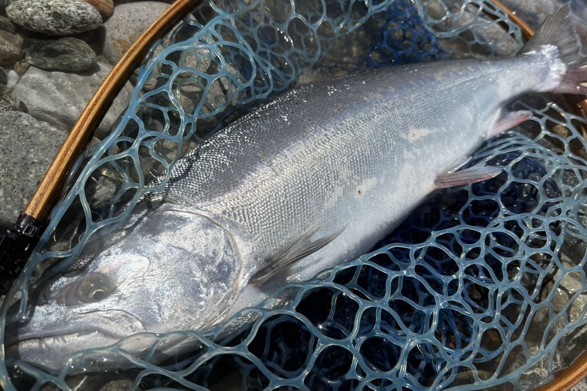 keen_trout_bum tweet media