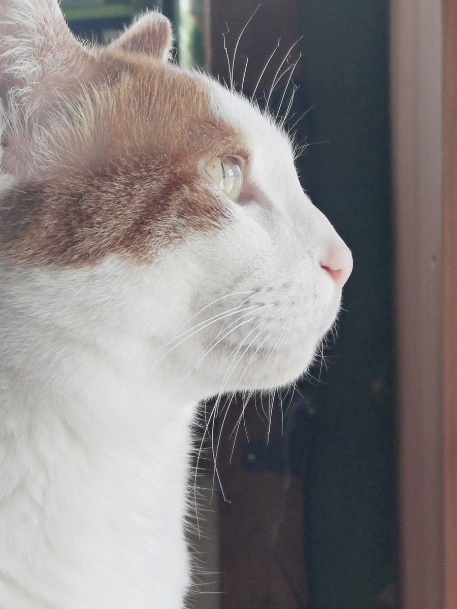 うちの猫の横顔イケメンすぎて連写した