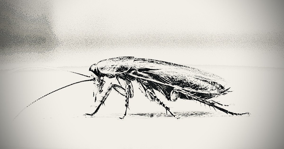 遠藤 仁平 
『COCK ROACH今後の活動について』
cockroach.jp/archives/697