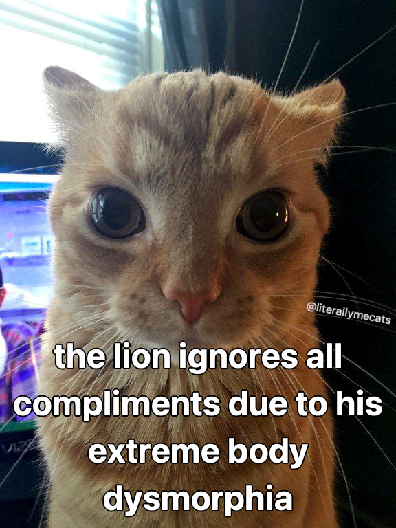 LiterallyMeCats tweet media