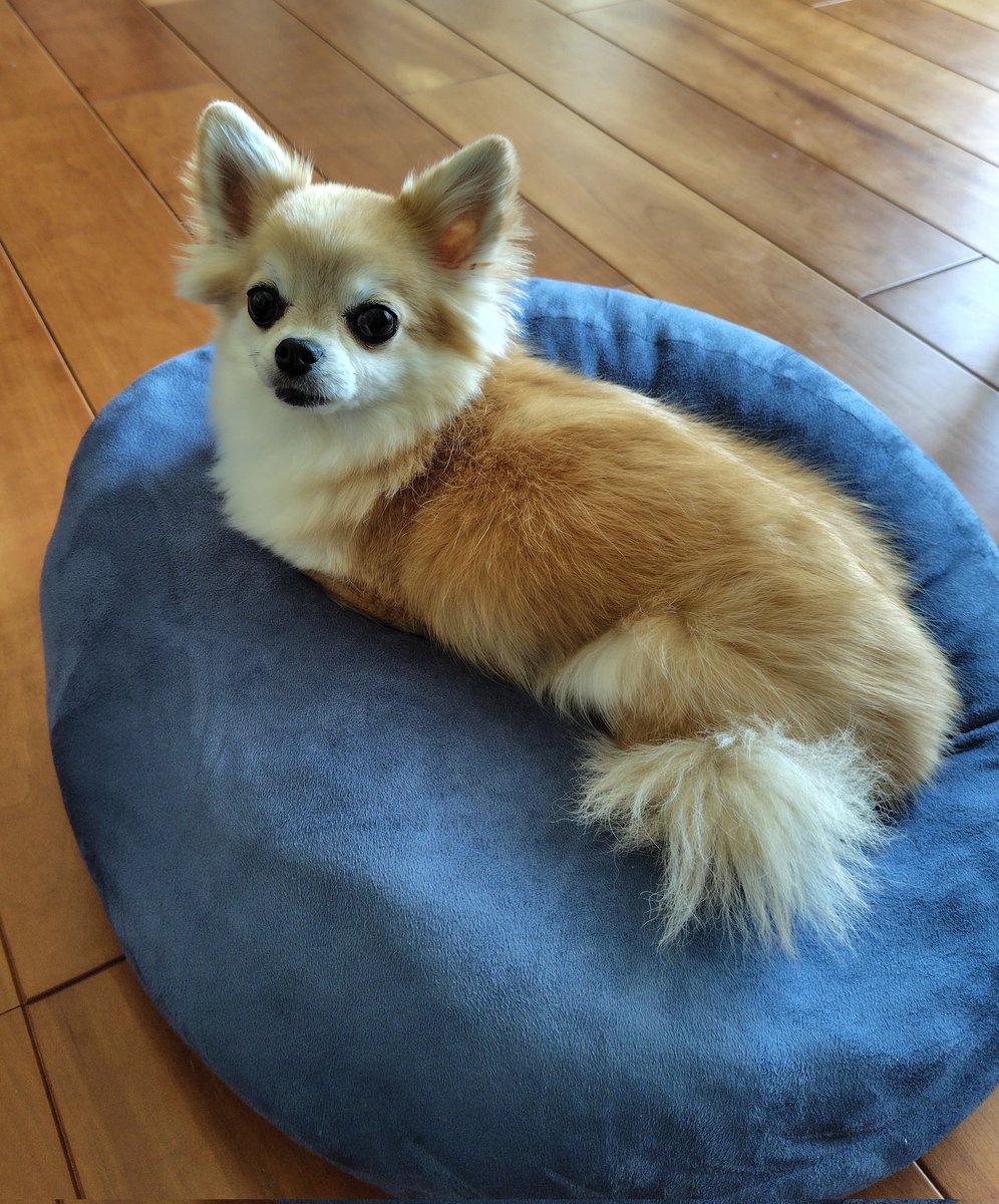 shiro_0827's tweet photo. GWは犬たちを触りまくった。 https://t.co/2NFTFsckGN