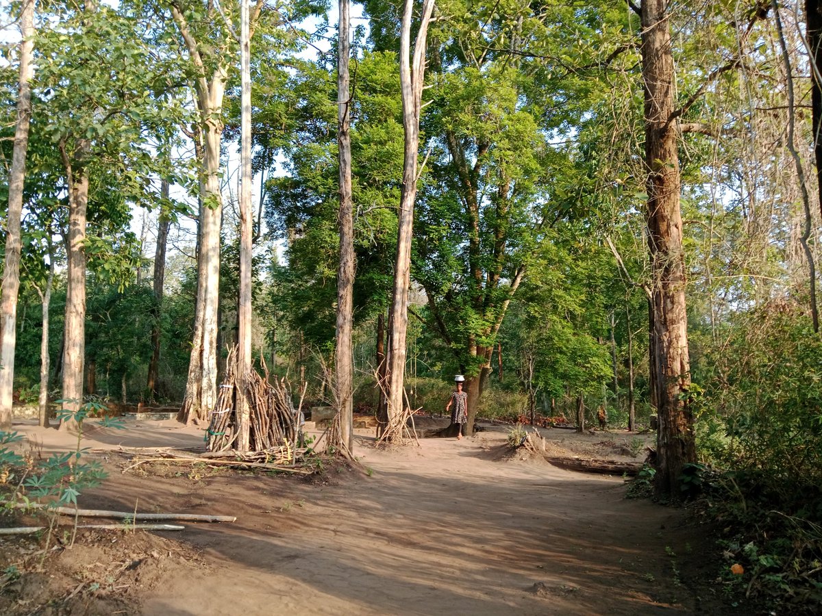 rishpardikar's tweet photo. 5 May 2025 was historic. Jenu Kurubas reclaimed lands they were evicted from when Nagarahole national park was created. A year on, they continue living here while their claims under Forest Rights Act go through rejections &amp; delays.

Karadikallu, the sacred hill where bears live. https://t.co/kwXzA25QsO