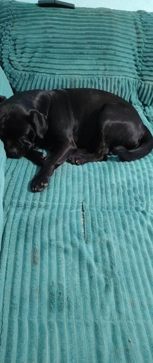 perroloco2010's tweet photo. Mi Negrito azabache se quedó dormido esperando el programa, es un demonio de Tazmania en el dia #FIEBREDEBAILECHV https://t.co/Dcj2xOs3ls
