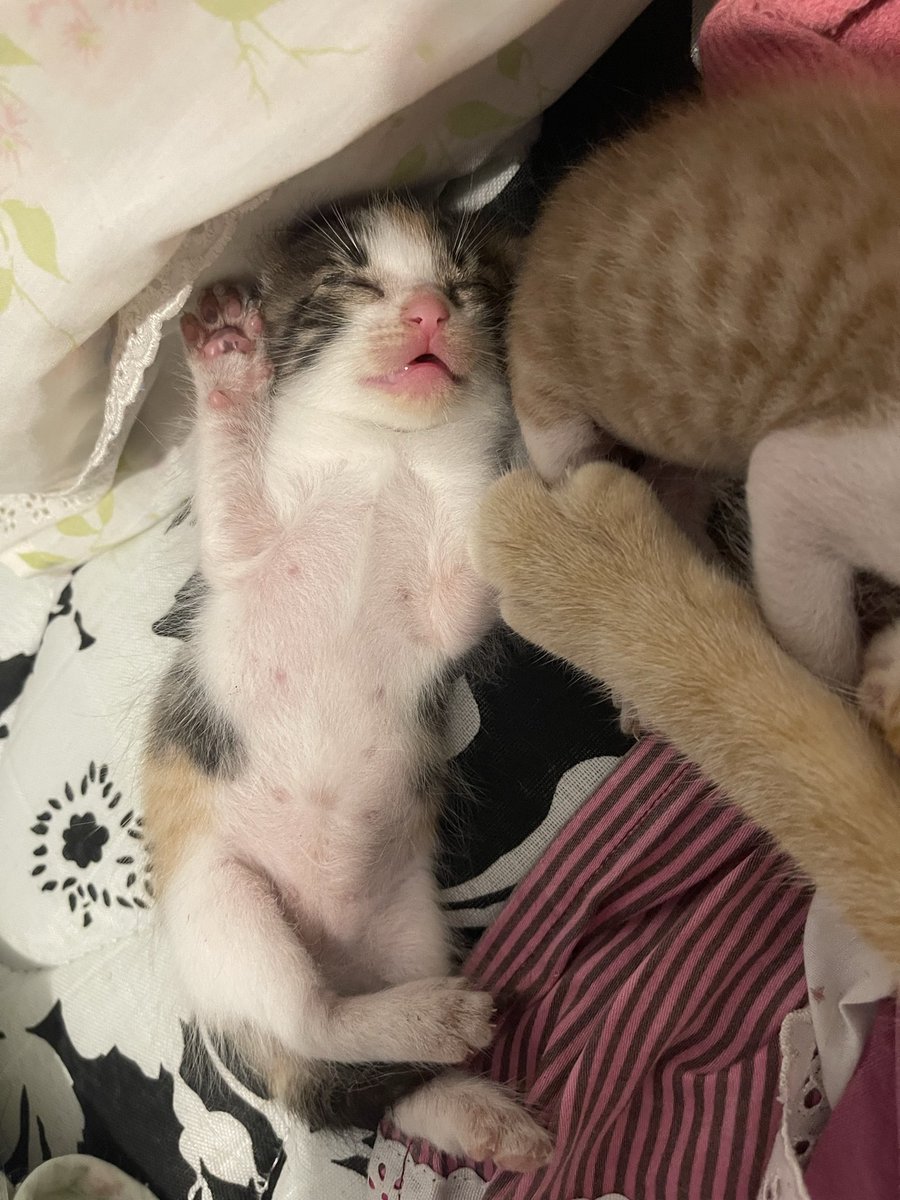 khalioppeh's tweet photo. simplesmente a gata entrou pela janela de casa e trouxe os três filhotes dela?????????????? https://t.co/h4pvAbe4W3