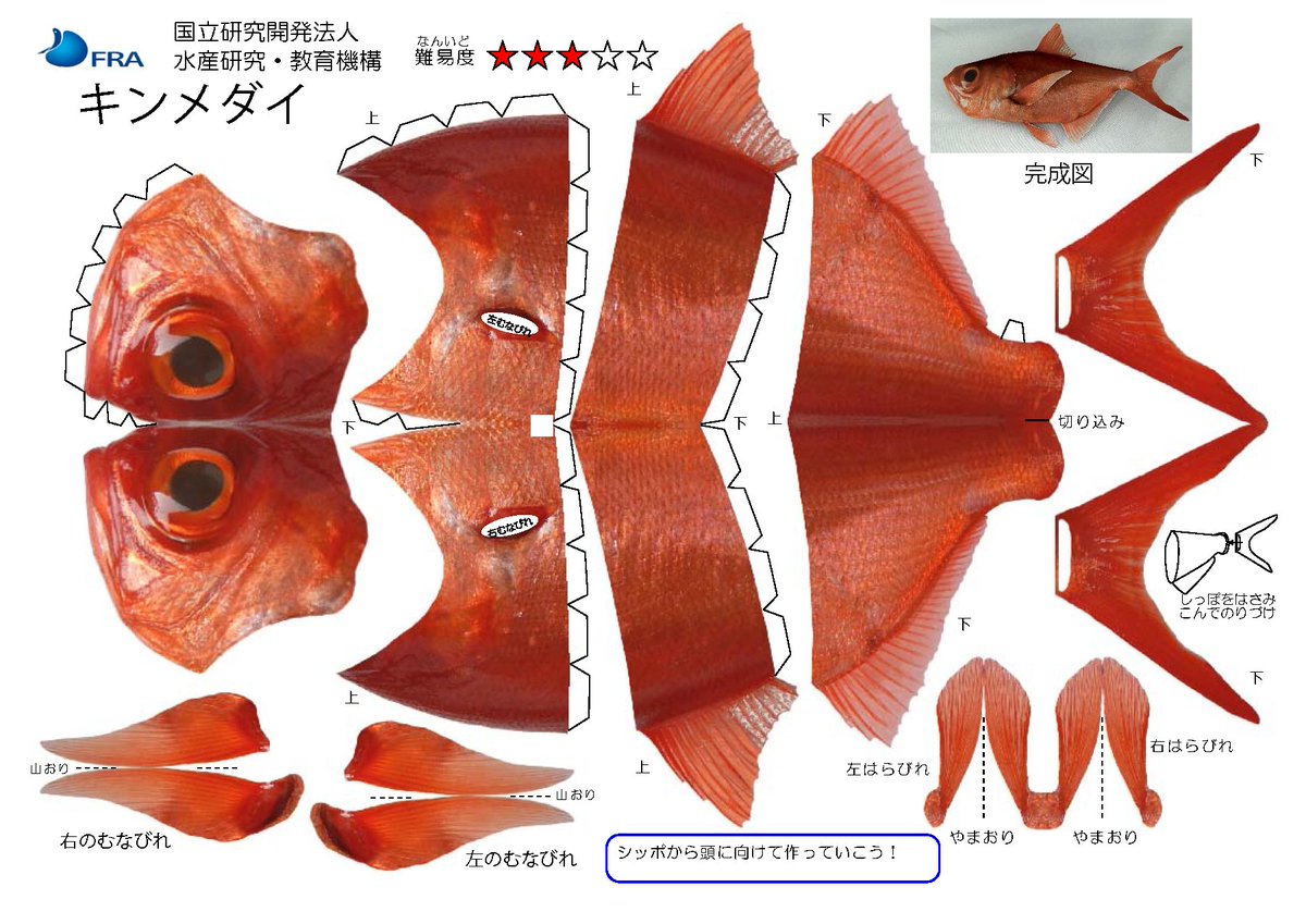fra_go_jp's tweet photo. 【ペーパークラフトのご紹介】
キンメダイは世界中の海にいて、日本では房総半島から南西諸島の水深約200～800ｍの海底にいます。赤い体と金色に光る大きな目が特徴です。1年中獲ることができますが、数や場所、時期を制限して獲り続けられる工夫をしています。
#キンメダイ 
https://t.co/hjT2iVou3F https://t.co/3PbOyIP84K